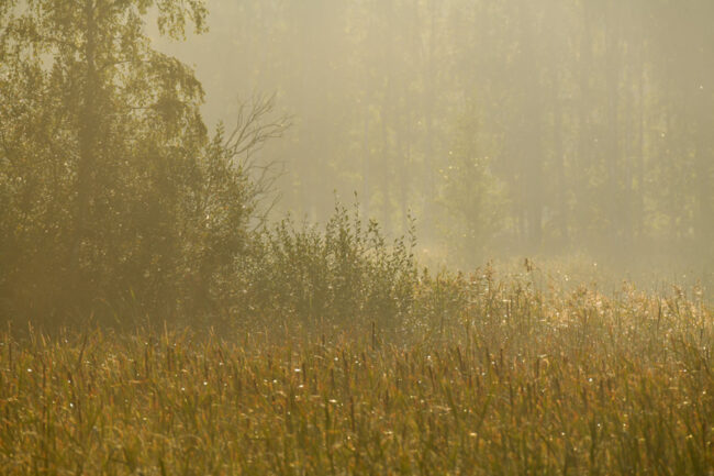 Aamusumu – Kuva Tommi Heinonen Aamusumu - Kuva Tommi Heinonen