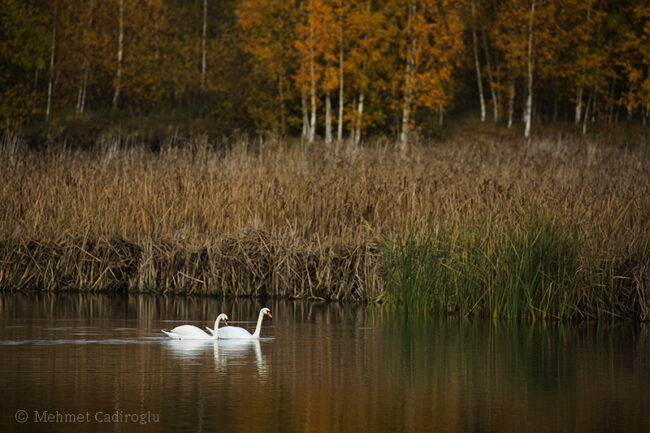 Kyhmyjoutsenet - Kuva Mehmet Cadiroglu