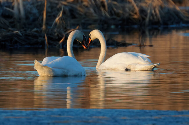Kyhmyjoutsenpari - Kuva Mehmet Cadiroglu