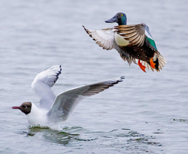 Lapasorsakoiras – Kuva Esa Mälkönen Lapasorsakoiras - Kuva Esa Mälkönen