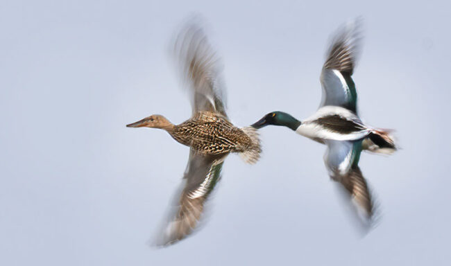 Lapasorsat - Kuva Esa Mälkönen