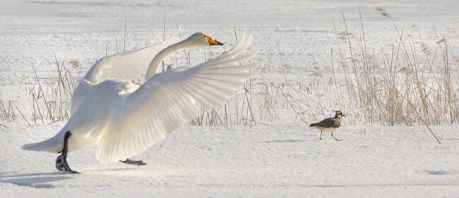 Laulujoutsen ja töyhtöhyyppä - Kuva Esa Mälkönen