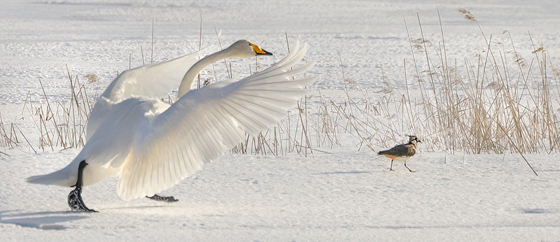 Laulujoutsen ja töyhtöhyyppä – Kuva Esa Mälkönen Laulujoutsen ja töyhtöhyyppä - Kuva Esa Mälkönen