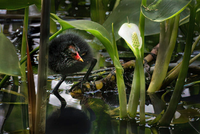 Liejukanan poikanen ja vehka - Kuva Esa Mälkönen