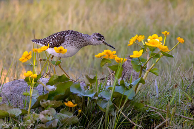 0 Liro ja rentukka – Kuva Mehmet Cadiroglu Liro ja rentukka - Kuva Mehmet Cadiroglu