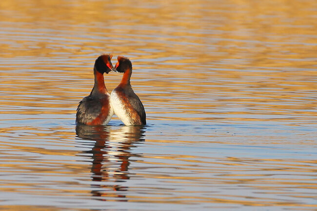 Mustakurkku-uikujen soidinmenot - Kuva Mehmet Cadiroglu