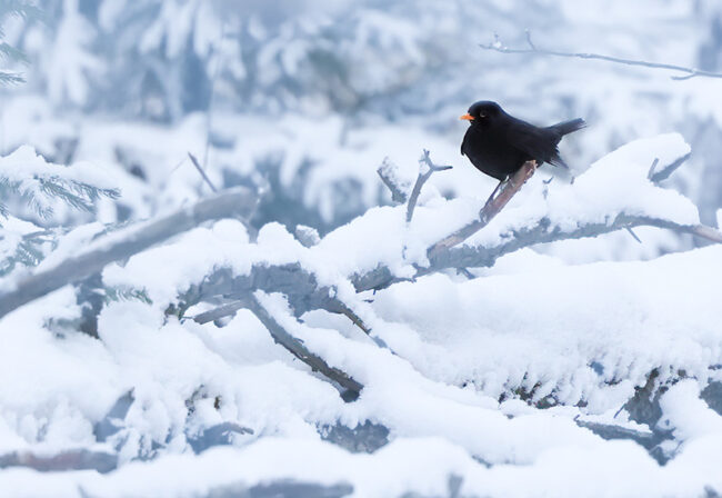 Mustarastas - Kuva Esa Mälkönen