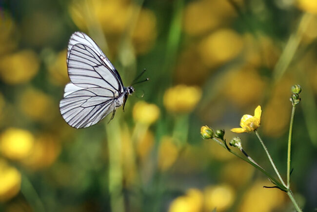 0 Pihlajaperhonen – Kuva Esa Mälkönen Pihlajaperhonen - Kuva Esa Mälkönen