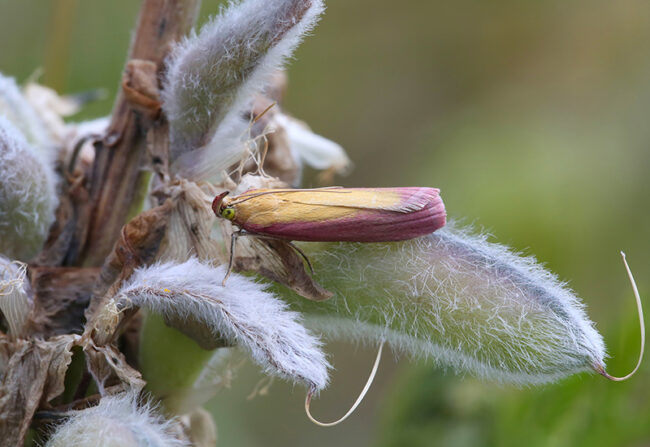 0 Punakeltakoisa – Kuva Helmut Diekmann Punakeltakoisa - Kuva Helmut Diekmann