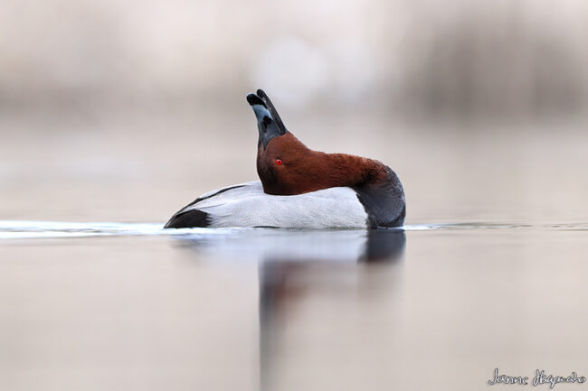 Punasotka - Kuva Janne Haapa-aho