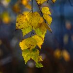 Aamutunnelmaa - Kuva Jukka Ranta