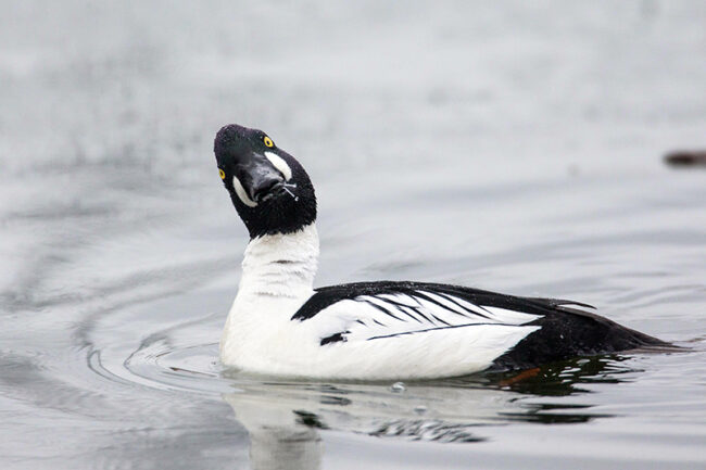 170403-risto-800-c2-4829 Hei kato, osaan poseerata - Kuva: Risto Keränen