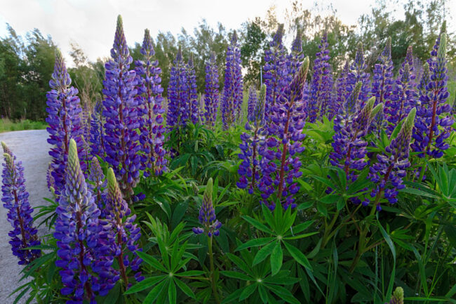 lupiini-tie_3519e3_jukkar