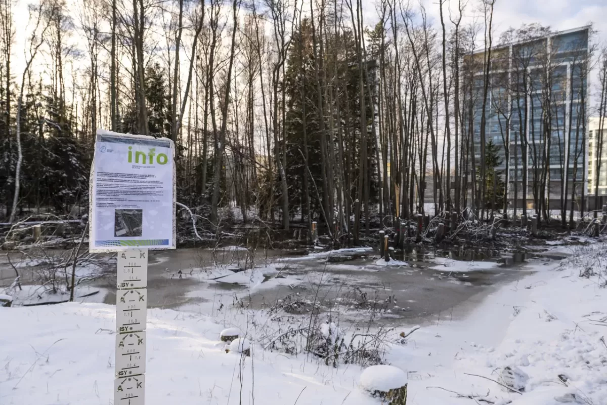 Liito-orava metsä - Kuva Paul Stevens