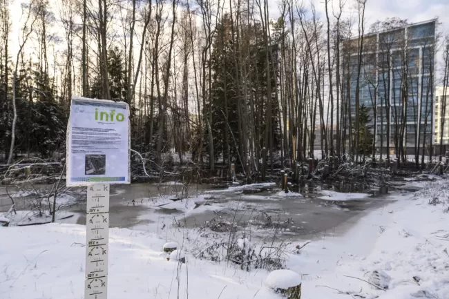 Liito-orava metsä Liito-orava metsä - Kuva Paul Stevens