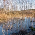 Finnoonpuro - Kuva Jukka Ranta