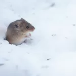 Metsämyyrä kurkistaa- kuva Mehmet Cadiroglu