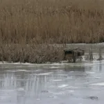 Allas ja sulava jää - Kuva Jukka Ranta