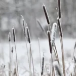 Lumisateen jälkeen - Kuva Tommi Heinonen