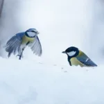 Sini- ja taliriainen - kuva Mehmet Cadiroglu