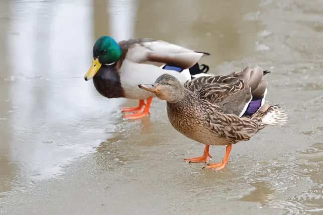 Sinisorsapari - Kuva Mehmet Cadiroglu