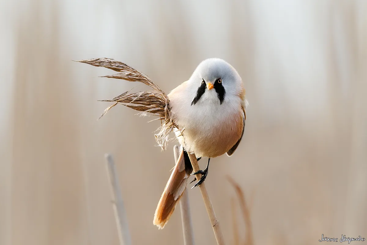 Viiksitimali - kuva Janne Haapa-aho