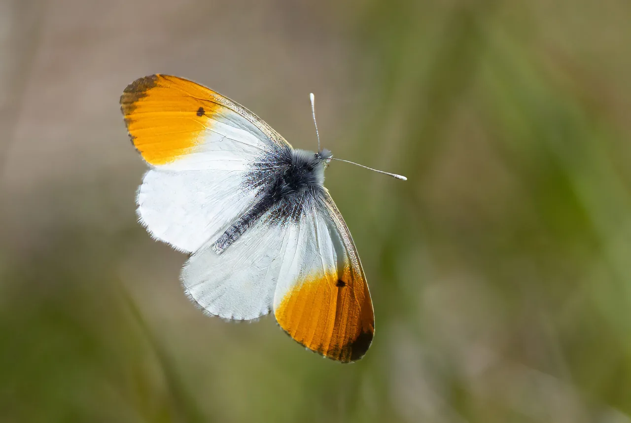 Auroraperhonen, lentävä koiras – Esa Mälkönen Auroraperhonen, lentävä koiras - Esa Mälkönen