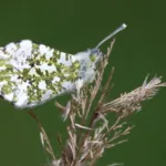 Auroraperhonen- kuva Mehmet Cadiroglu