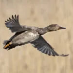 Harmaasorsakoiras - Kuva Esa Mälkönen