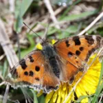 Isonokkosperhonen - kuva Mehmet Cadiroglu