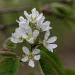 Isotuomipihlaja - Kuva Jukka Ranta