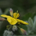 Keltamo - Kuva Jukka Ranta