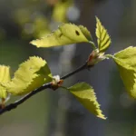 Kevät - Kuva Tommi Heinonen 2