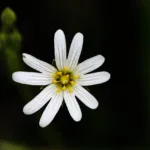 Kevättähtimö - Kuva Jukka Ranta