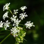 Koiranputki - Kuva Jukka Ranta