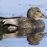 Harmaasorsa - Kuva Timo Leppäharju