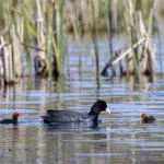 Nokikanat - Kuva Timo Leppäharju