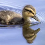 Sorsan poikanen - Kuva Timo Leppäharju