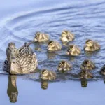 Sorsapoikue - Kuva Timo Leppäharju