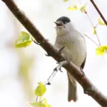 Mustapääkerttu- kuva Mehmet Cadiroglu