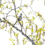 Mustapääkerttu laulaa - Kuva Paul Stevens