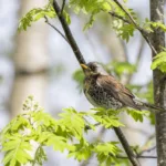 Räkättirastas - Kuva Paul Stevens