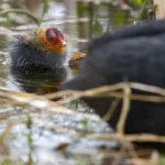 Ruokaa - Nokikanan poikanen - Kuva Paul Stevens