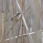 Rytikerttunen laulaa - Kuva Paul Stevens