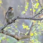 Satakieli konsertoi - Kuva Esa Mälkönen