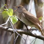 Satakieli- kuva Mehmet Cadiroglu