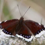 Suruvaippa- kuva Mehmet Cadiroglu