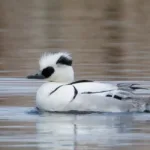 Uivelo- kuva Mehmet Cadiroglu