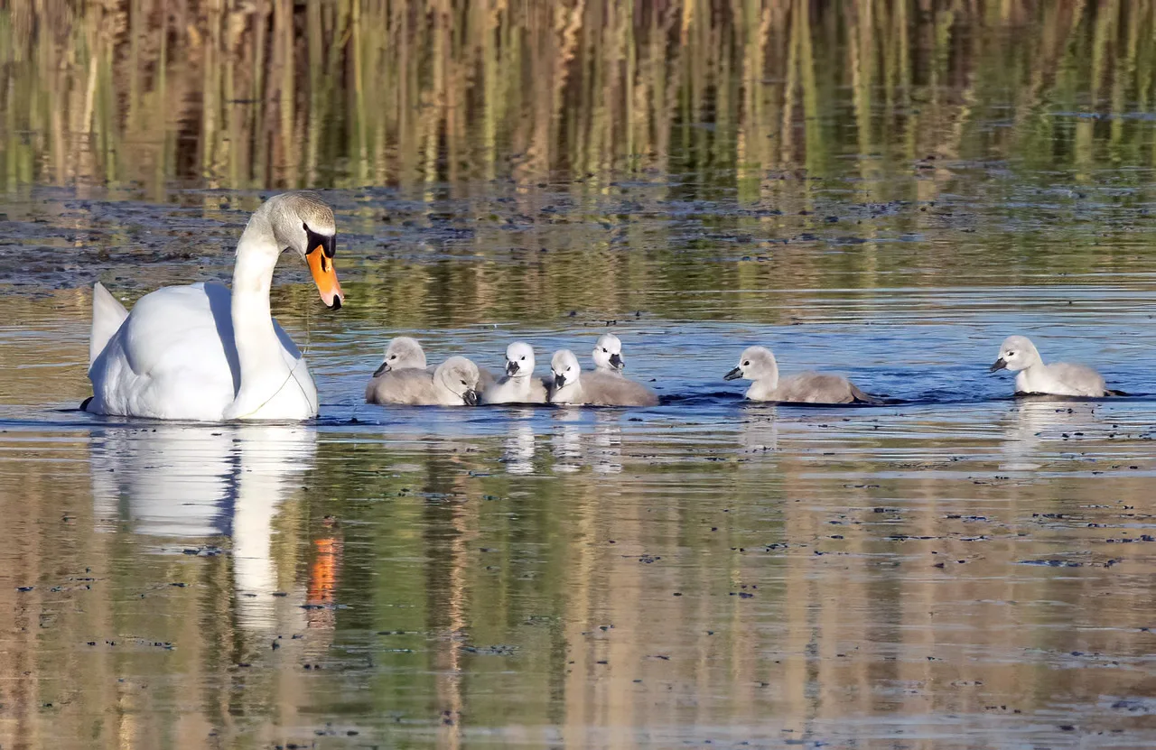 Kyhmyjoutsenpoikue - Esa Mälkönen