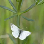Lanttuperhonen lennossa - kuva Esa Mälkönen